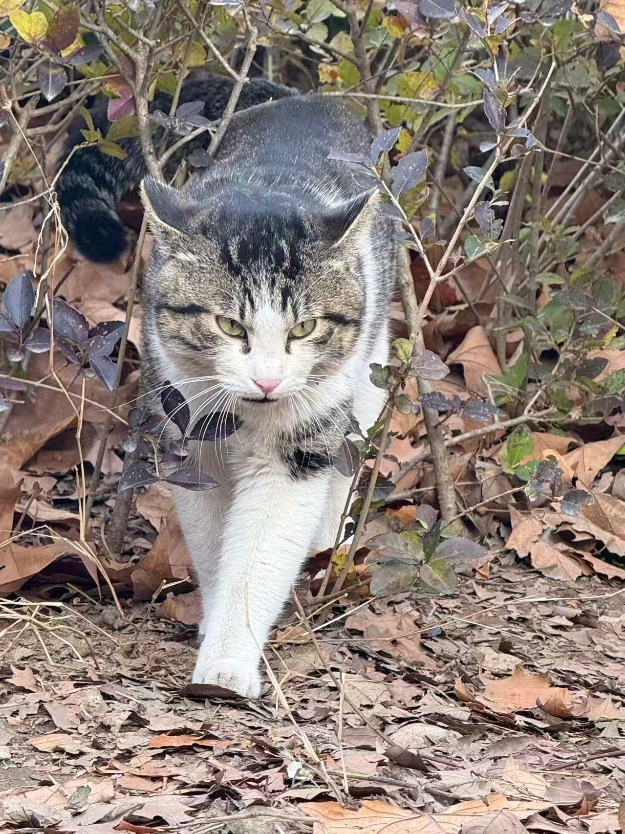 邪恶狸