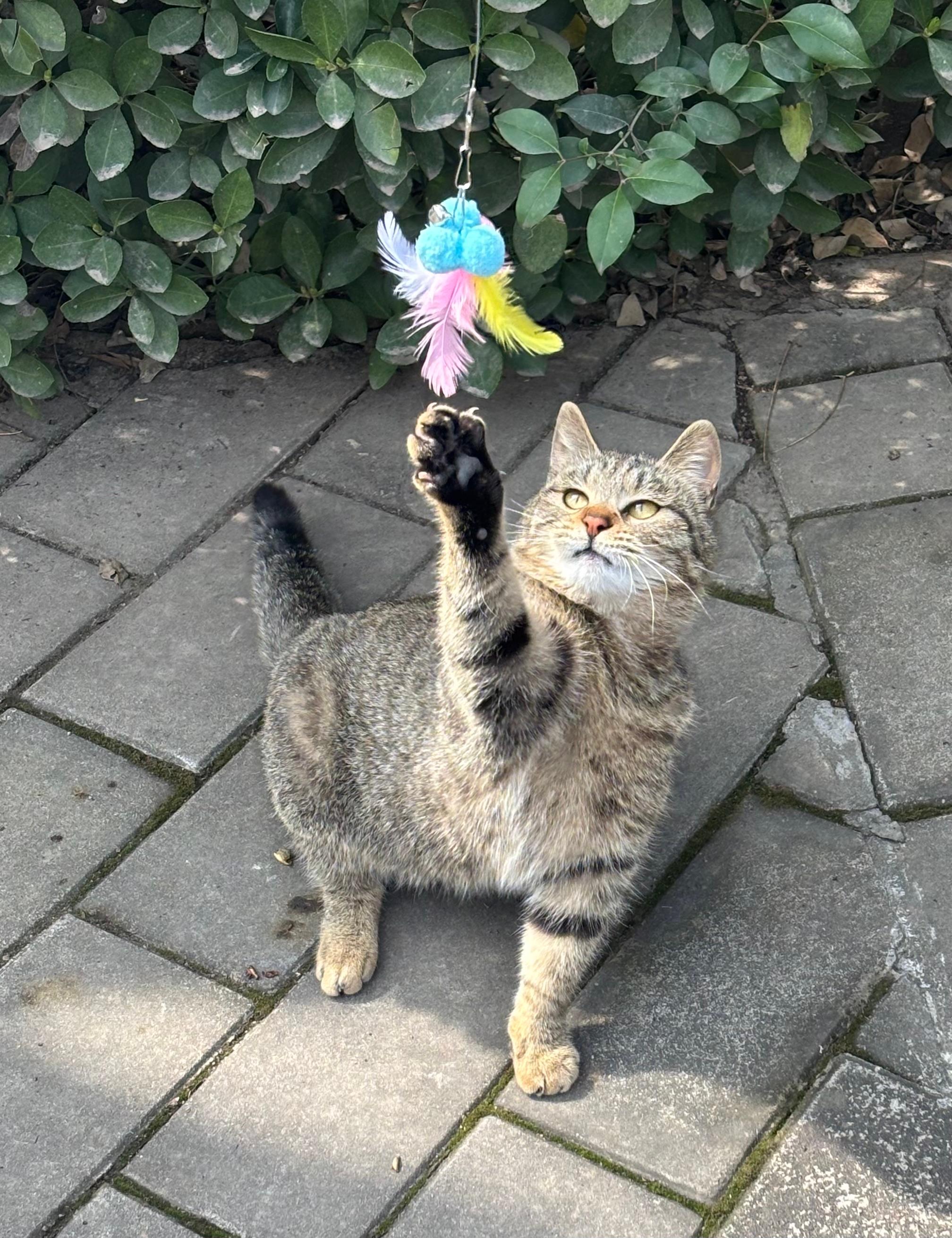小猕猴桃